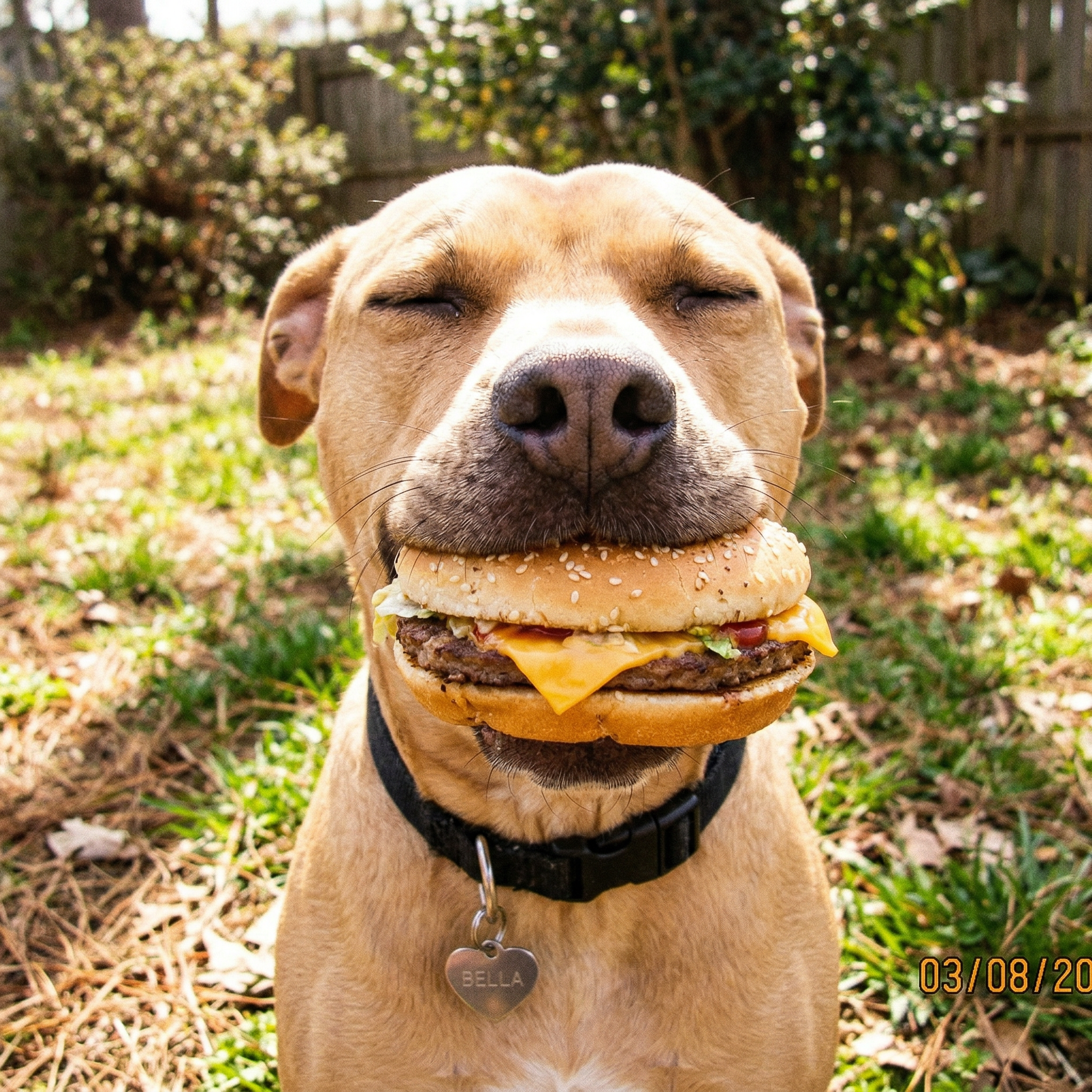 Chien avec hamburger, création publicitaire par IA — DinarStudio